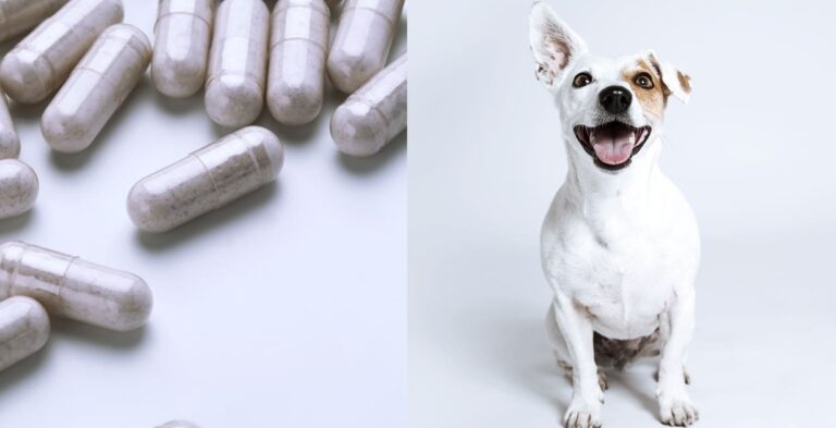 Taurine supplements for dogs